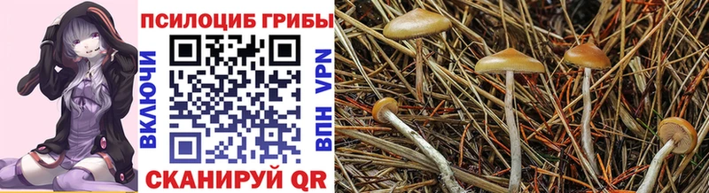 купить закладку  Свирск  Галлюциногенные грибы GOLDEN TEACHER 